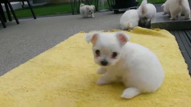 Malteser Chihuahua Mix Welpen wir sind jetzt 6 Wochen alt смотреть онлайн