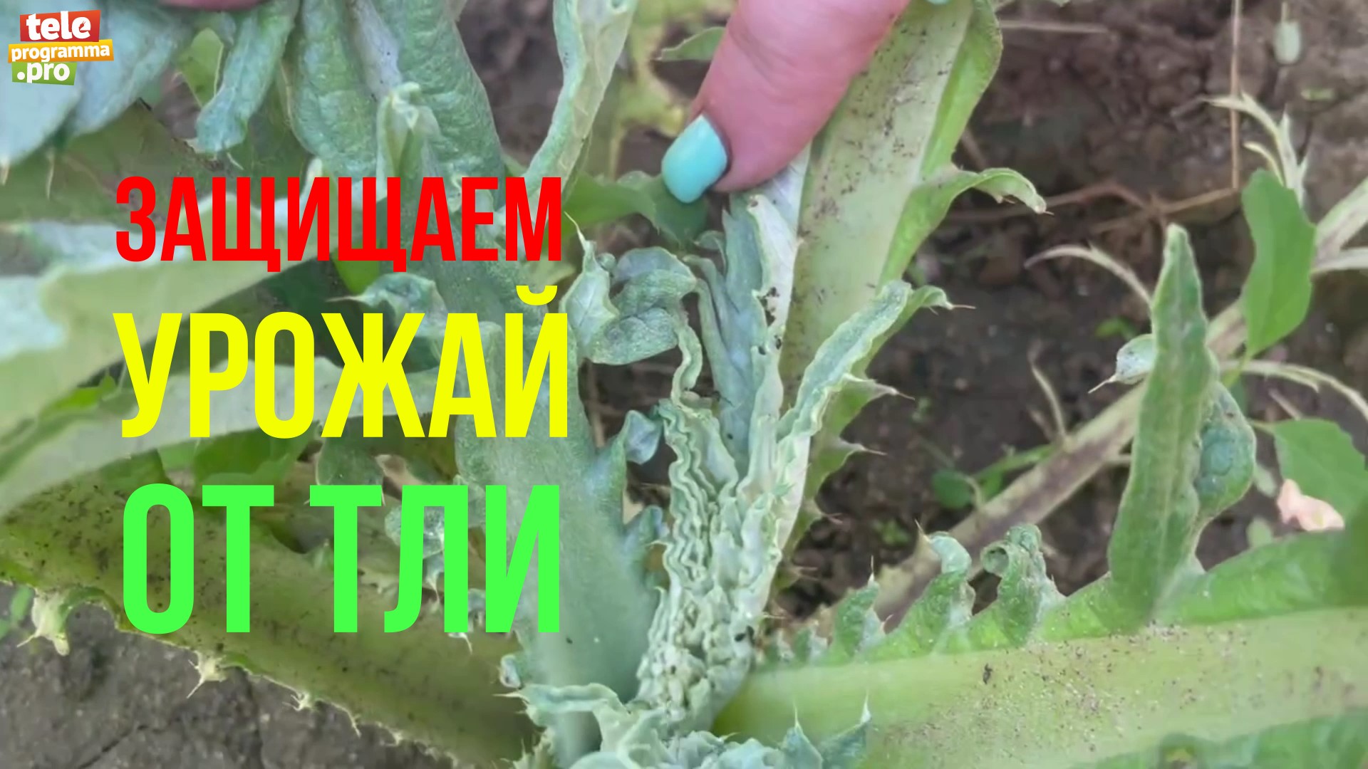 Боремся с тлей на огороде смотреть онлайн