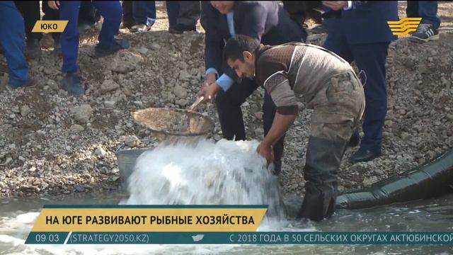 Строительство рыбопитомника завершили в Южно-Казахстанской области смотреть онлайн