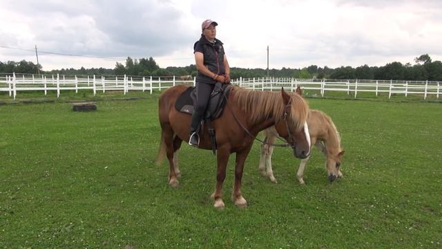 О комфорте и верховой езде. смотреть онлайн