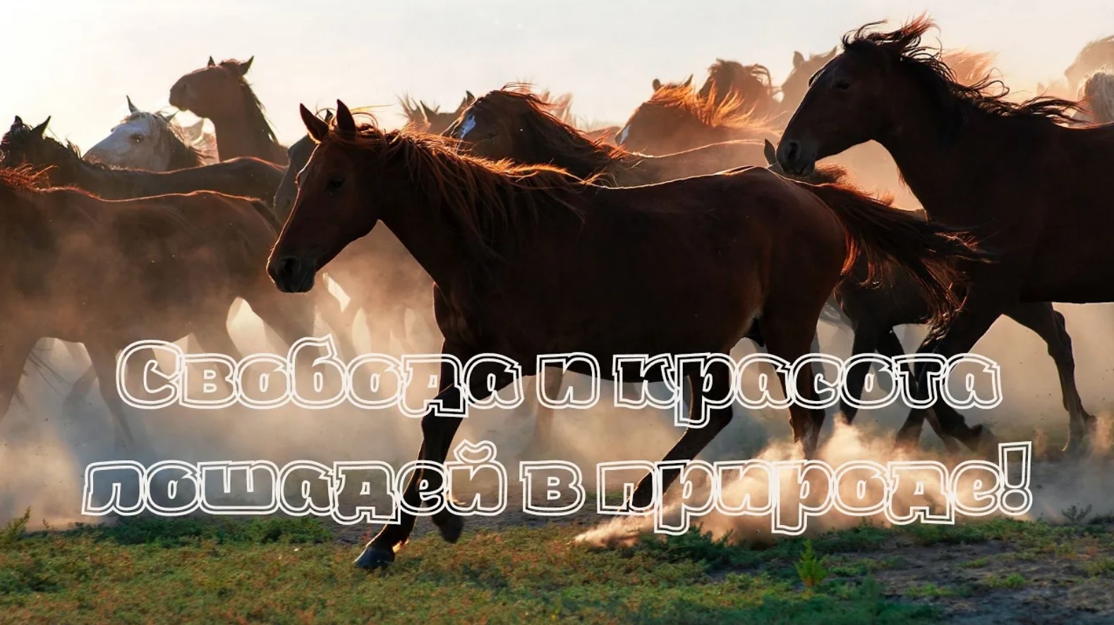 Лошади. Свобода и красота лошадей в природе! Красивая музыка. Музыка для души. смотреть онлайн