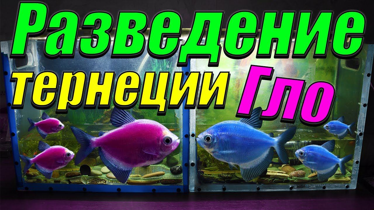 Разведение тернеции Глофиш. [Посадил на нерест две пары тернеций] смотреть онлайн