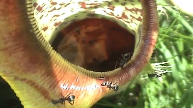 Ants swarm Nepenthes spathulata смотреть онлайн