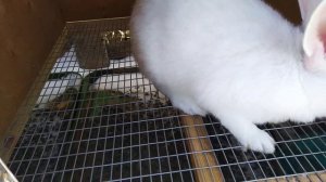 Кролики породы Белый паннон, уличного содержания