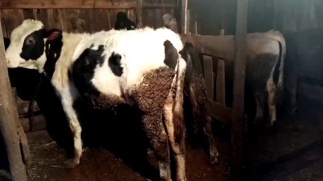 Рацион кормления больших быков, привесы за февраль смотреть онлайн