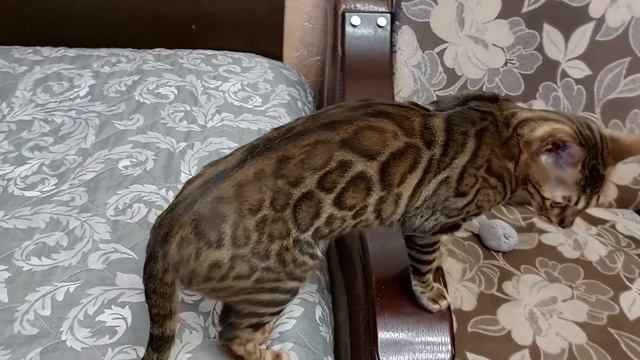 БЕНГАЛЬЦЫ ПАДПАРАДЖИ июнь 2022 смотреть онлайн