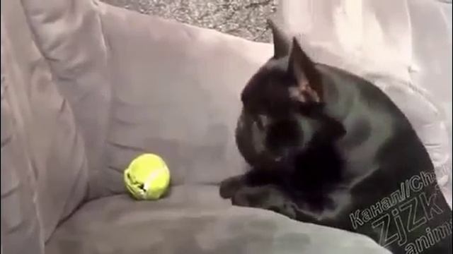 видео приколы животных бесплатно смотреть онлайн