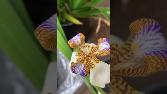 Neomarica northiana | Walking Iris | Bunga Iris смотреть онлайн