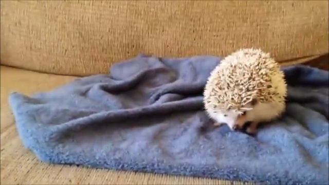 Котята и щенки дружба. Подборка 2016. смотреть онлайн