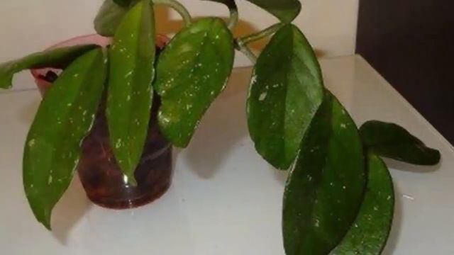 Как правильно поливать и купать хойю. Влажность воздуха для растения. смотреть онлайн