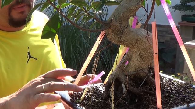 La tecnica de las cañitas - retirada de cañitas смотреть онлайн