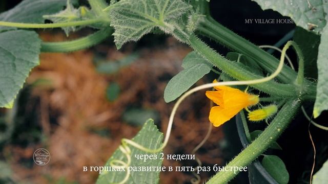 ОГУРЦЫ в горшках. СУПЕР эффект смотреть онлайн