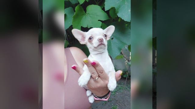мини #чихуахуа Кохинур дочь мраморного Ролекса, продажа щенков питомник Кастропуло Крым #8978745806 смотреть онлайн