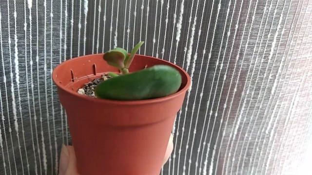 ДЕНЕЖНОЕ ДЕРЕВО. Я ДАЖЕ НЕ ДОГАДЫВАЛАСЬ, ЧТО ИЗ ЛИСТА МОЖЕТ ВЫРАСТИ ТАКОЕ! смотреть онлайн