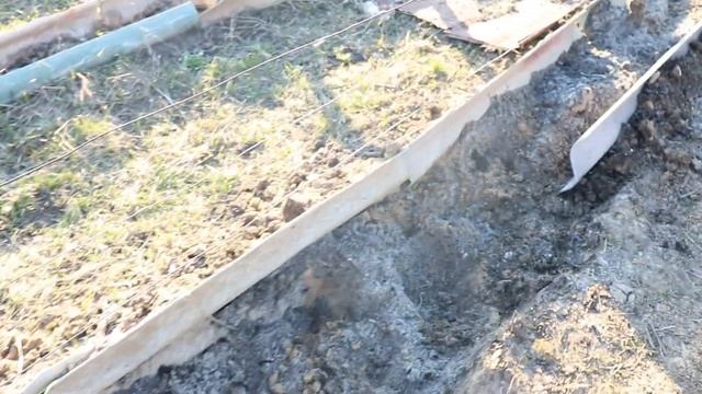 Как я обедняю почву перед посадкой винограда!!! смотреть онлайн