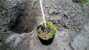 Как посадить шелковицу? Растет ли тутовик в Беларуси? Осенняя посадка шелковицы "Черный принц"