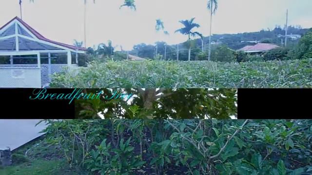 Affordable 4 bedroom villa with pool in Runaway Bay Jamaica смотреть онлайн