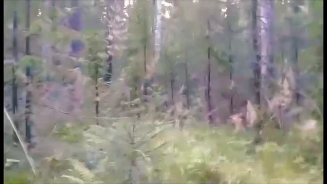 Охота на Лося.Работа ЗСЛ по Лосю. смотреть онлайн