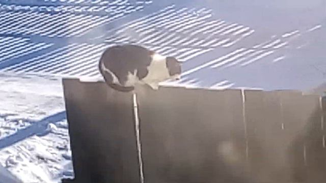 Кот сидит на заборе #2 смотреть онлайн