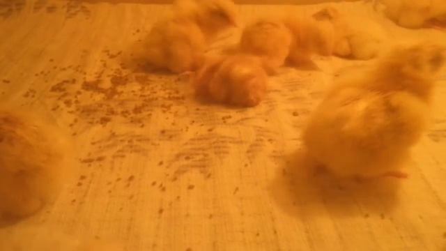 ИТОГИ ИНКУБАЦИИ// ИНДЮШАТА// ЖИЗНЬ В ДЕРЕВНЕ смотреть онлайн