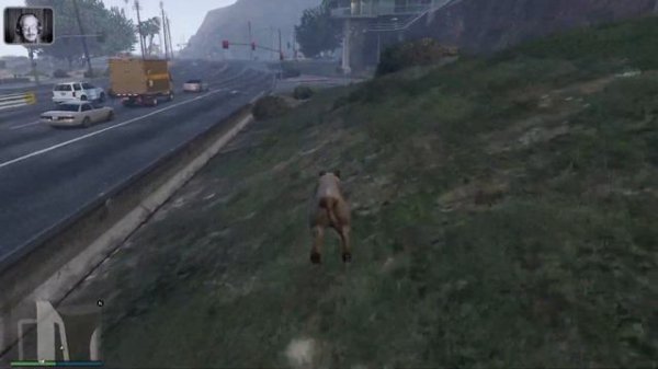 GTA Online (Лофофора): Пума