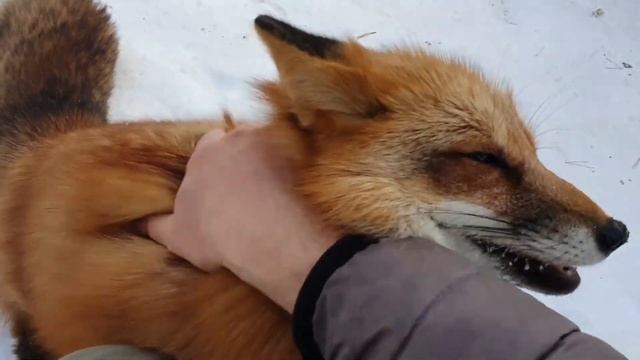 ЛИ СЯО. Алиса - Лиса. Сначала вредничает, потом приходит извиняться. смотреть онлайн