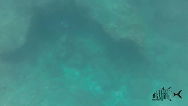 Indonesia Spearfishing Paradise , Java Bali Gili - Lombok Spearfishing Trip #4 Time to Hunt смотреть онлайн