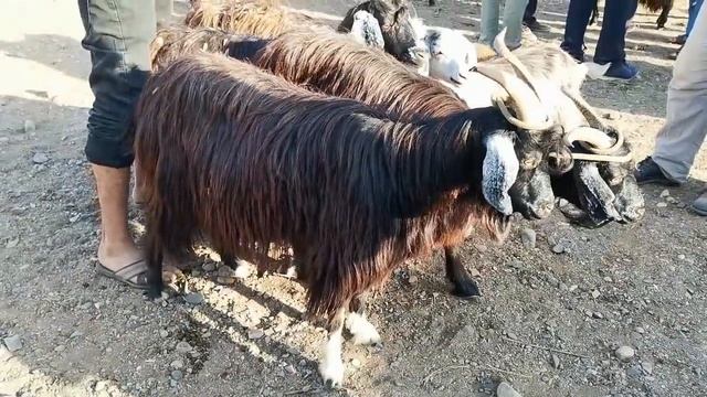 Молбозори шахринав панҷшанбе бозор нархи гӯсфанд қучқор бара 18.06.2020 смотреть онлайн