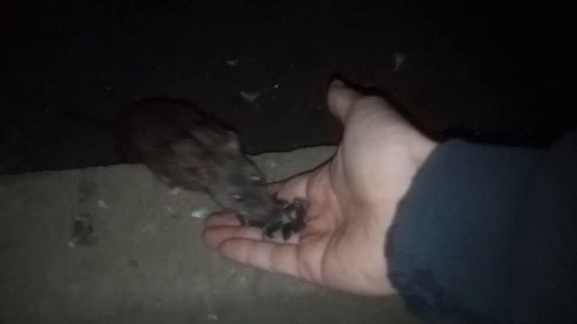 Уличная крыса есть с моей руки / Street rat eats from my hand смотреть онлайн