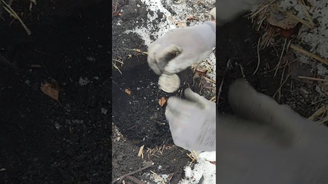 Нашел клад самодельным металлоискателем