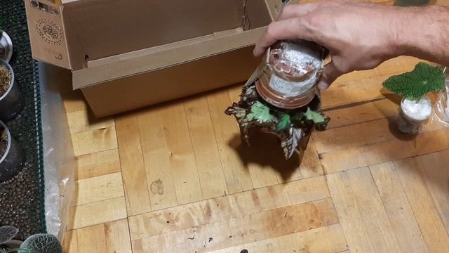 Упаковка растений для отправки почтой. смотреть онлайн