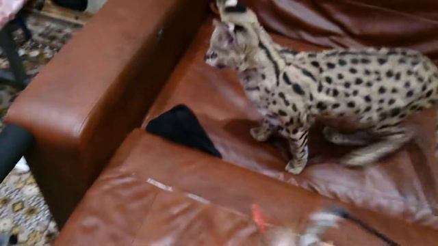 Сервал Сева играет на диване Serval