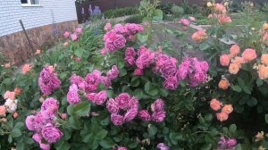 Розы группы флорибунда. Minerva (Минерва)