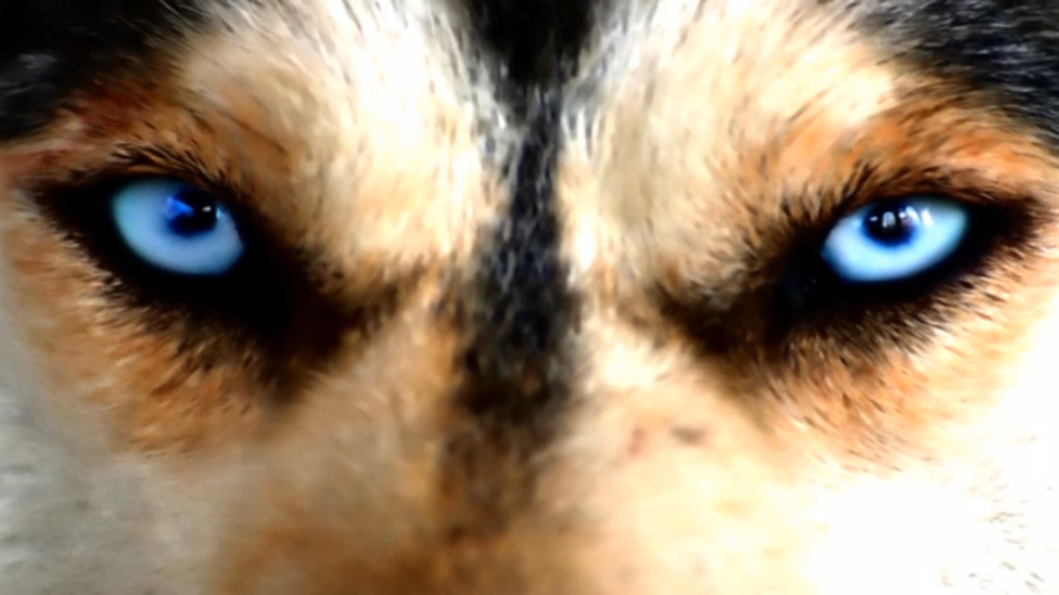 Вечерняя Застольная - А.Розенбаум,И.Кобзон,Г.Лепс смотреть онлайн