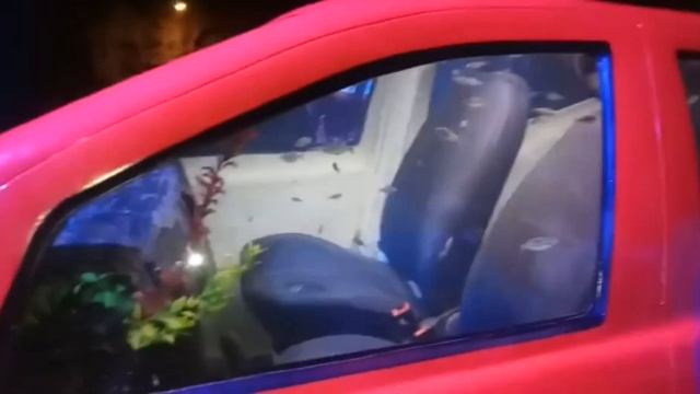 Kasih makan ikan piranha || SeaWorld Ancol || jalan2 смотреть онлайн