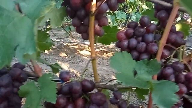 Памяти Учителя: один из лучших ранних сортов винограда смотреть онлайн