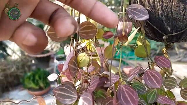 Hoya Dischidia Winter Beauty || হয়ার শীতকালীন সৌন্দর্য || Dischidia Ovata Watermelon || Hoya || হয়া