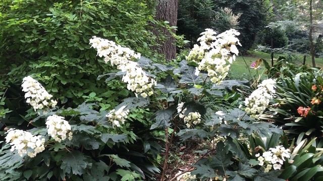 How To Grow Oak Leaf Hydrangea - Hydrangea Quercifolia. Care And Varieties