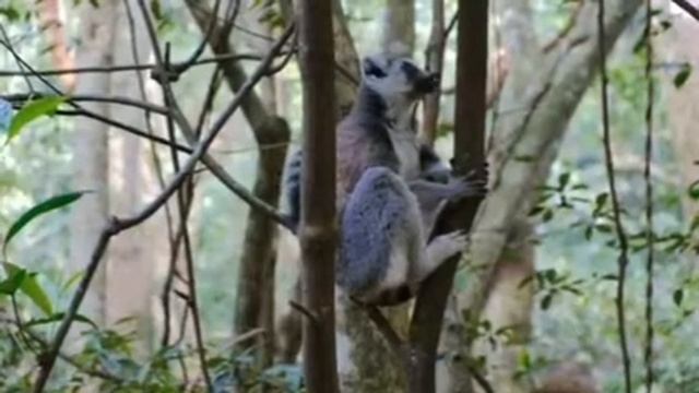 Amazing creatures Lemurs Monkeys смотреть онлайн