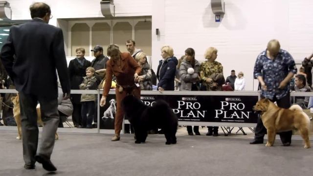 Нижний Новгород,CACIB,02.11.2013,сравнение кобелей на CACIB и на RCACIB смотреть онлайн