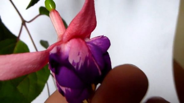 Фуксия Peppermint stick