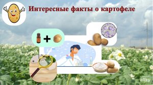 Интересные факты о картофеле