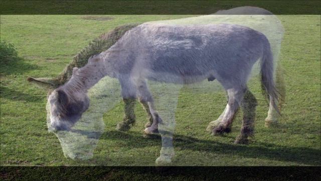 Donkey Ass Pictures (Equus africanus asinus) смотреть онлайн