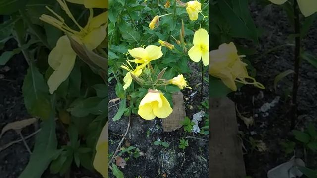 Энотера ночная свеча распускается. Живёт каждый цветок одну только ночь смотреть онлайн