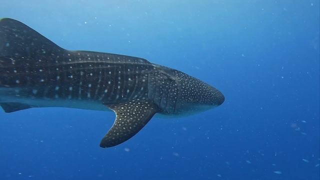 Scuba Diving The Philippines - Chapter 4: Snorkeling & Diving with Whale Sharks - Oslob смотреть онлайн