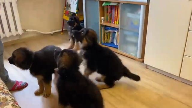 щенки немецкой овчарки 2 месяца ?? смотреть онлайн