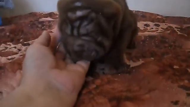 Малышам месяц! смотреть онлайн