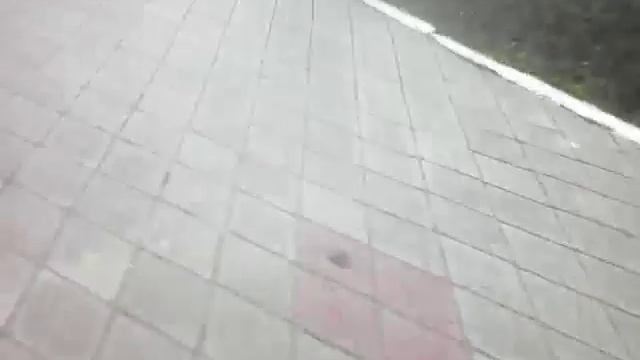 VLOG. Покупаю билеты в цирк на воде смотреть онлайн