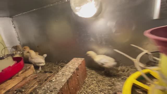 ситуация на 11 июня цыплята от 0 до 35 дней (завершено инкубирование цыплят) смотреть онлайн