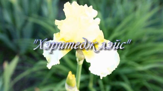 САД ИРИСОВ СВЕТЛАНЫ ШЕВЧЕНКО (часть 1) смотреть онлайн